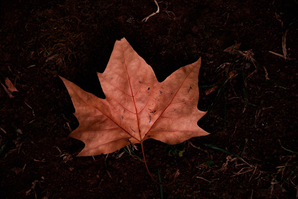 brown maple leaf on ground