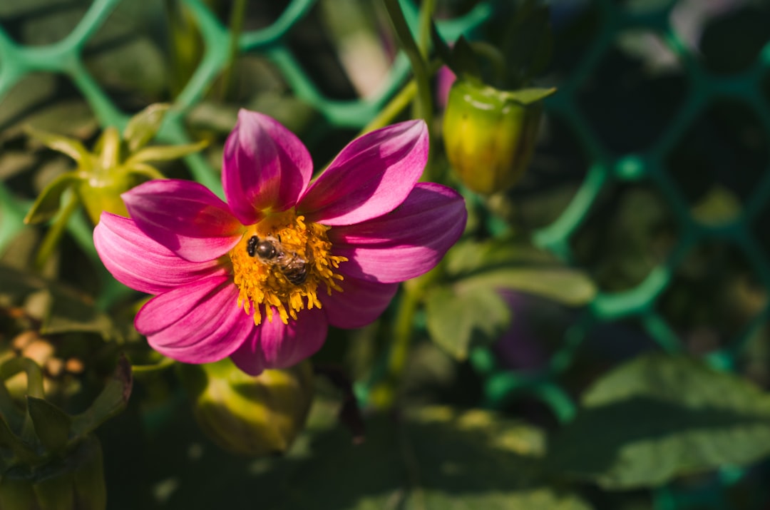 pink flower in tilt shift lens