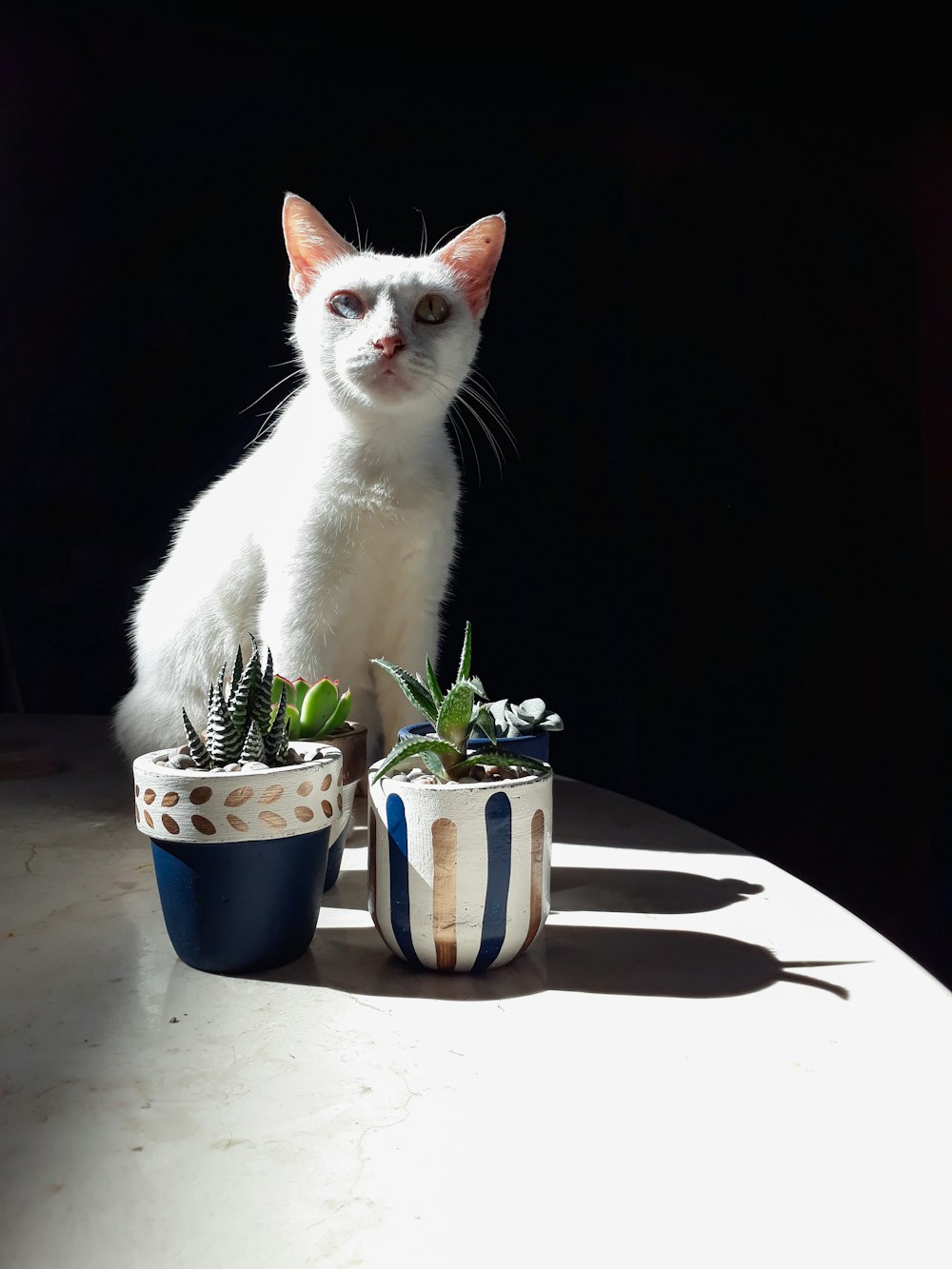 white cat on blue ceramic mug