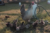 Farmers tending to the chickens in a sunny pasture.