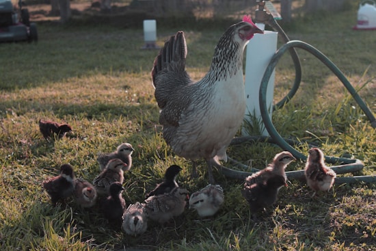 A hen stands on a grassy field surrounded by several chicks. The scene is bathed in warm sunlight, and there are hoses and farm equipment visible in the background.