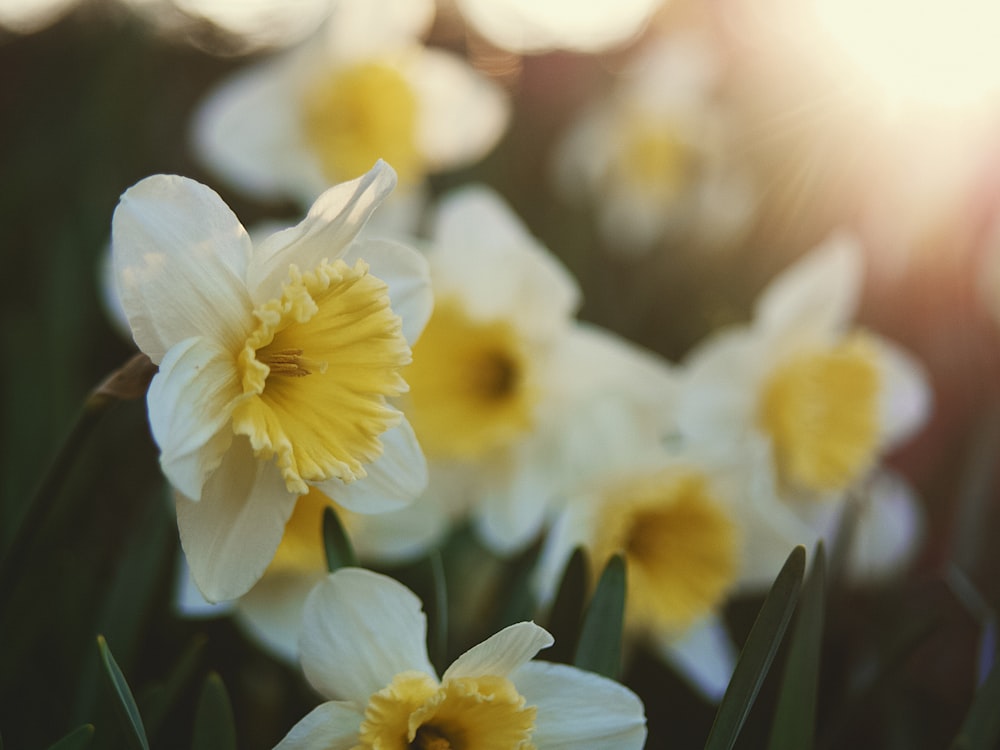 white and yellow daffodils in bloom during daytime