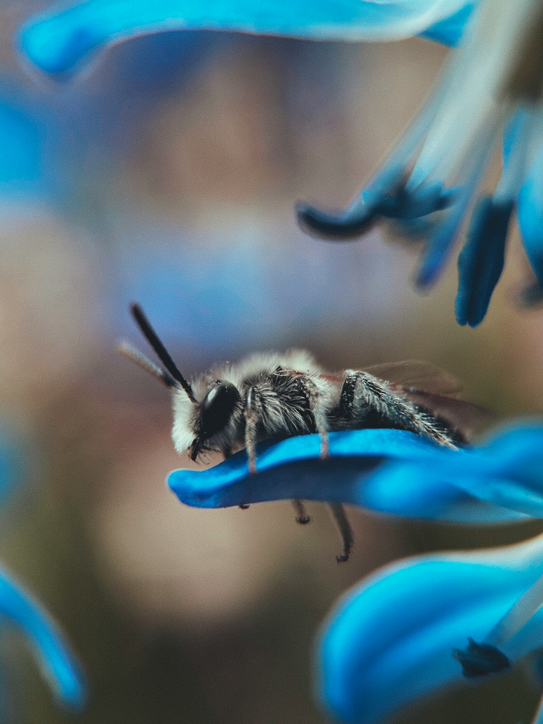 black and white bee on blue flower