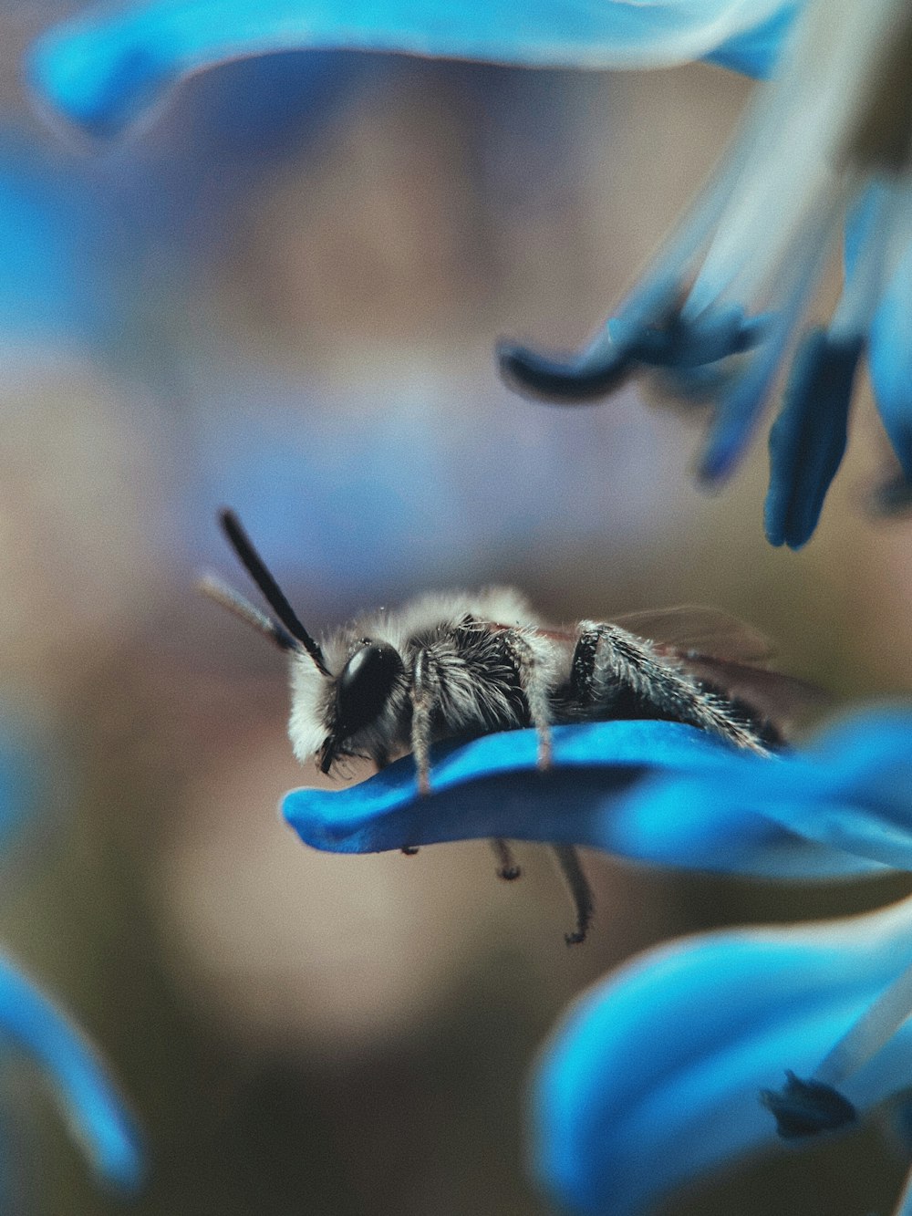 black and white bee on blue flower