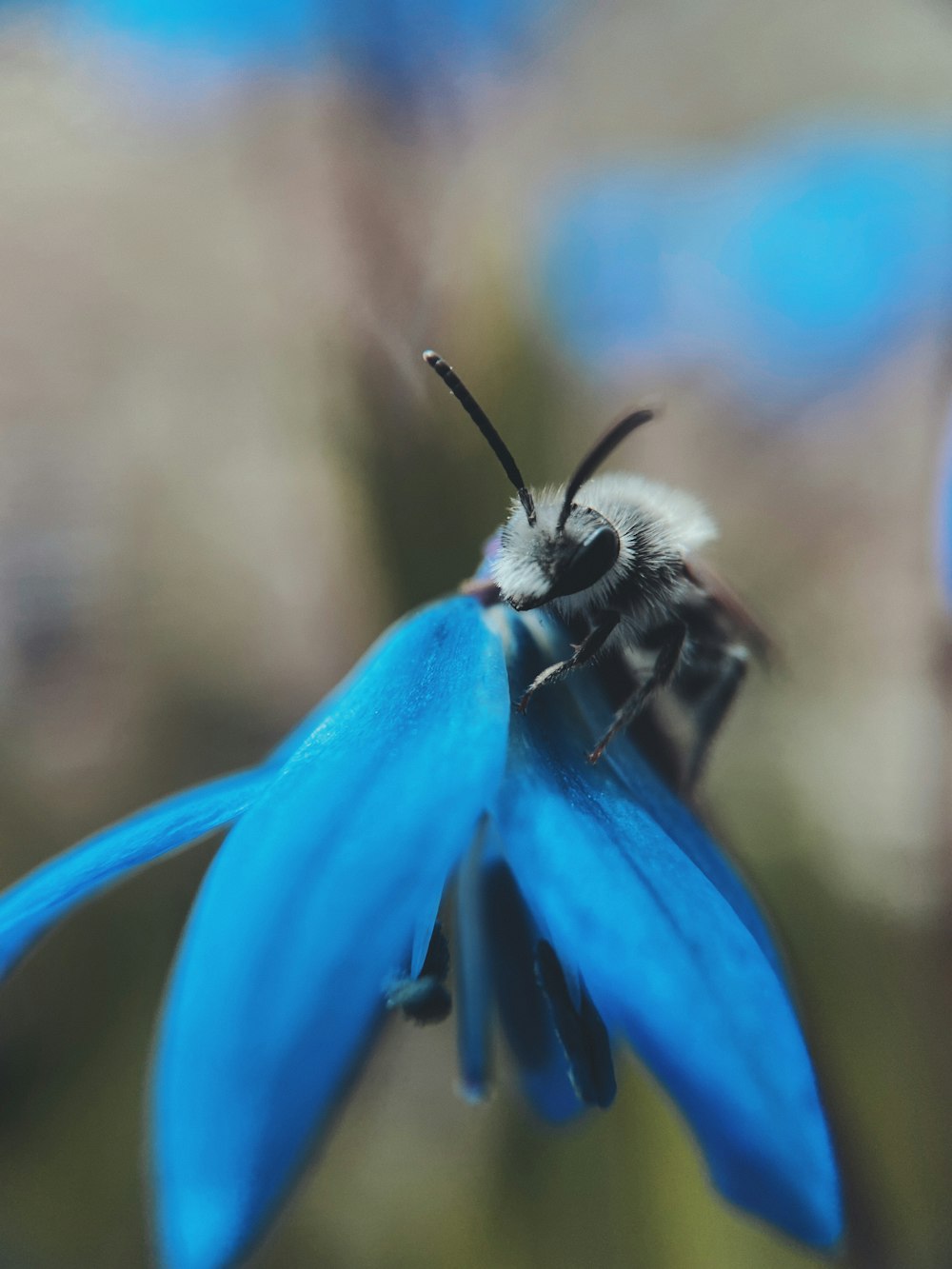black and brown bee on blue flower