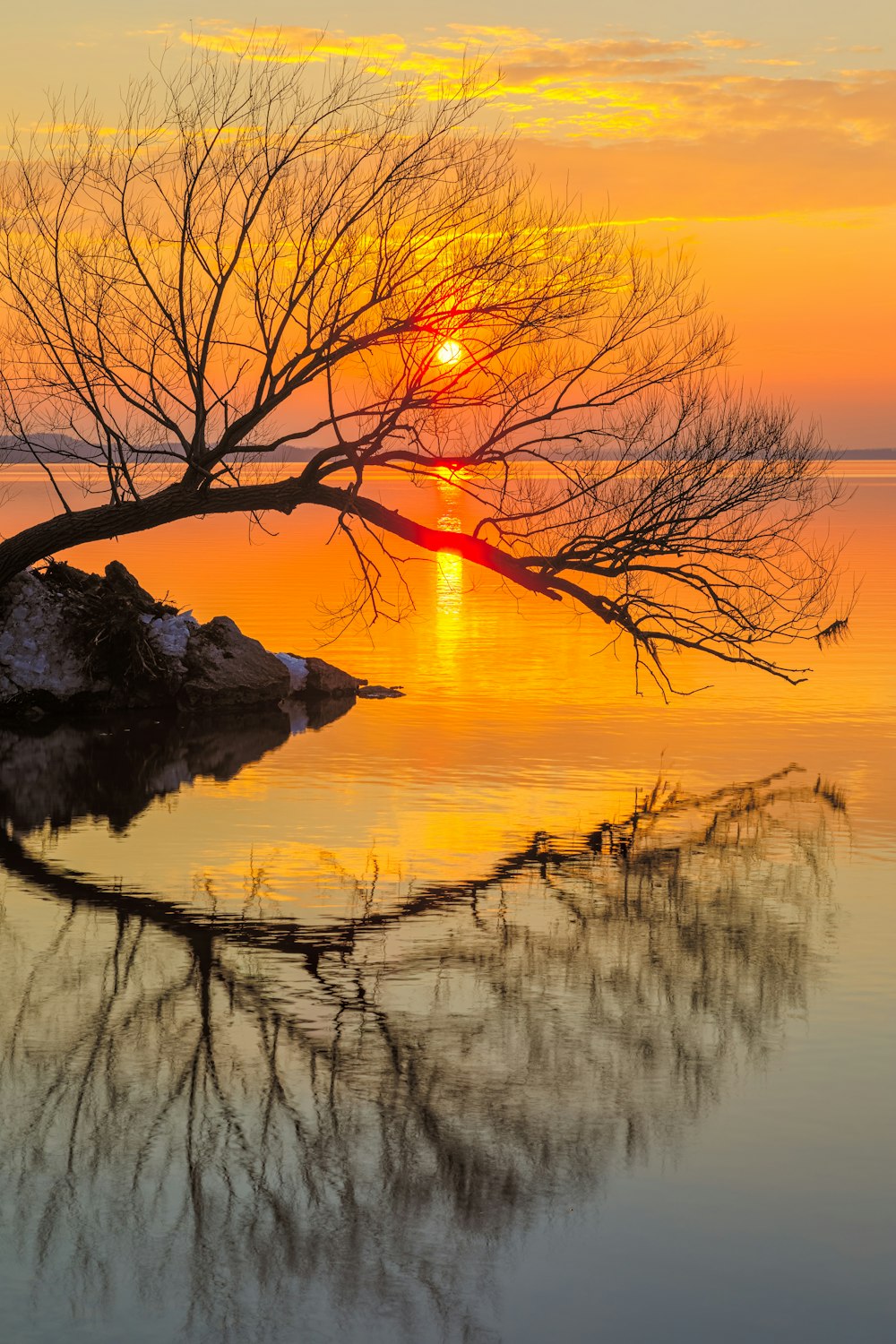 Blattloser Baum auf dem Wasser während des Sonnenuntergangs
