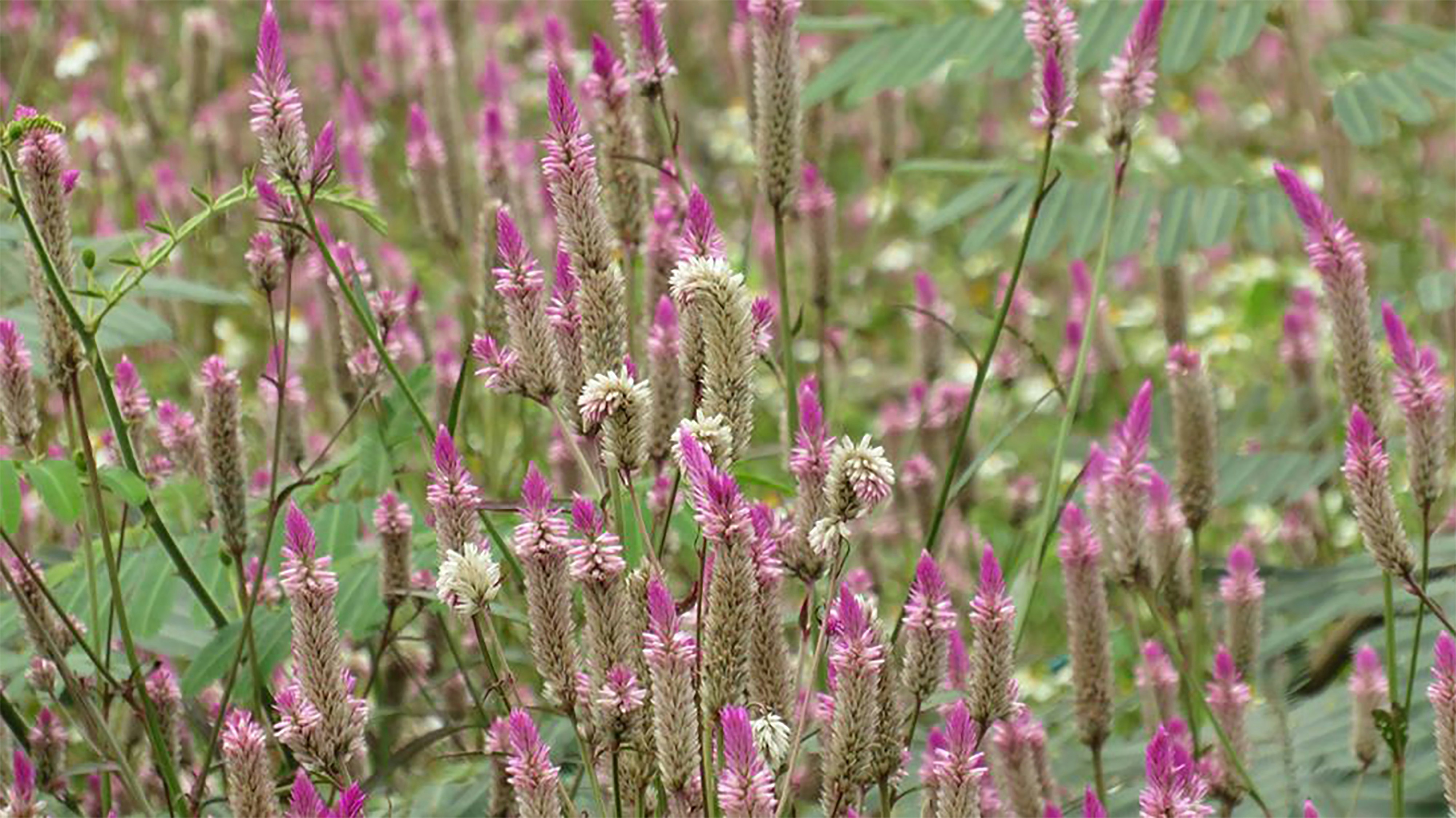 purple flower in tilt shift lens
