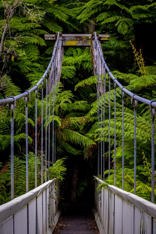 green and brown wooden bridge in Tarra-Bulga National Park Australia