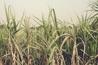 green grass field during daytime