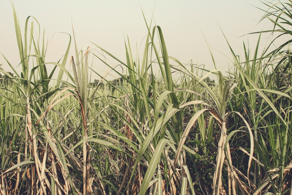 green grass field during daytime