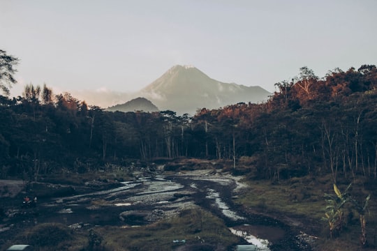 brown trees near snow covered mountain during daytime in Mount Merapi Indonesia