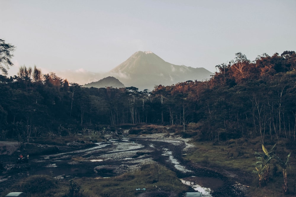 brown trees near snow covered mountain during daytime