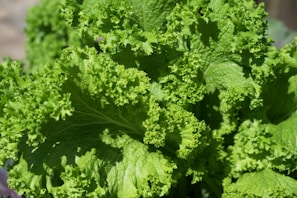 Close-up of fresh, vibrant herbs freshly harvested from a sunlit organic farm.