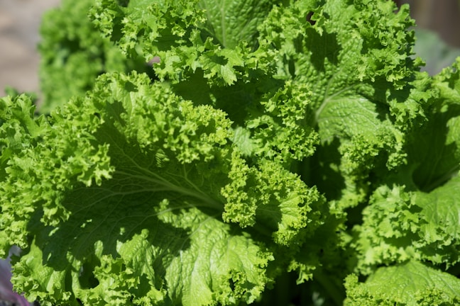 Close-up of fresh green herbs in natural sunlight