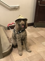 A curly-haired dog wearing a light-colored hat and a harness sits indoors near a staircase. The environment appears clean with polished, tiled flooring and a metal railing along the wall. The dog has a playful expression with its mouth open.