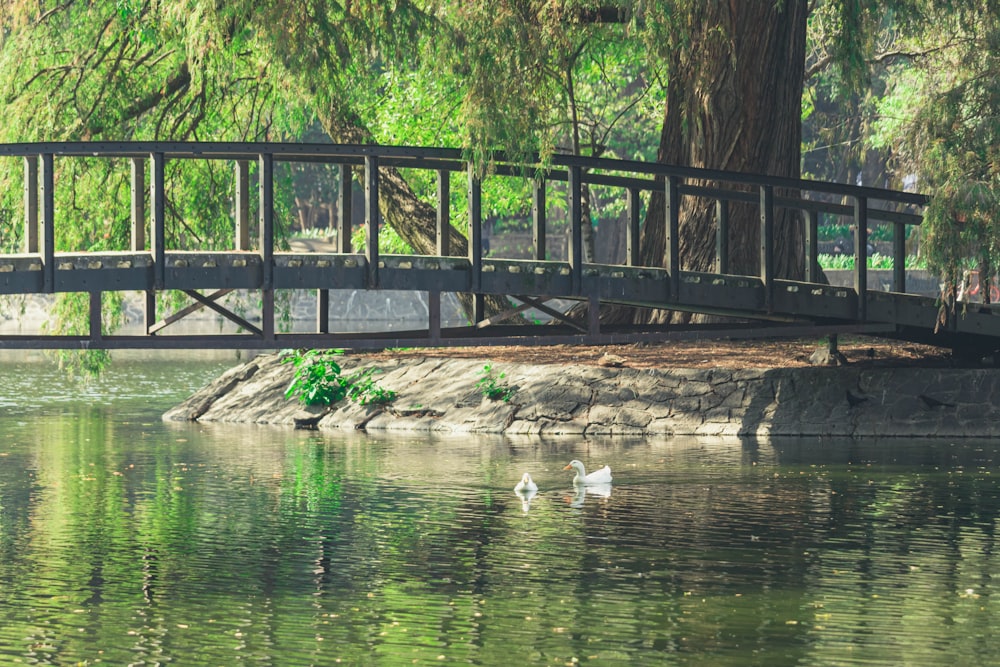 white swan on water near brown wooden bridge during daytime