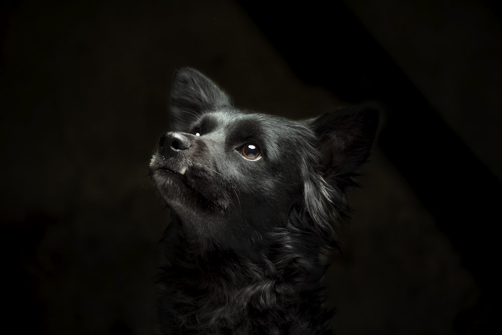 black and white border collie