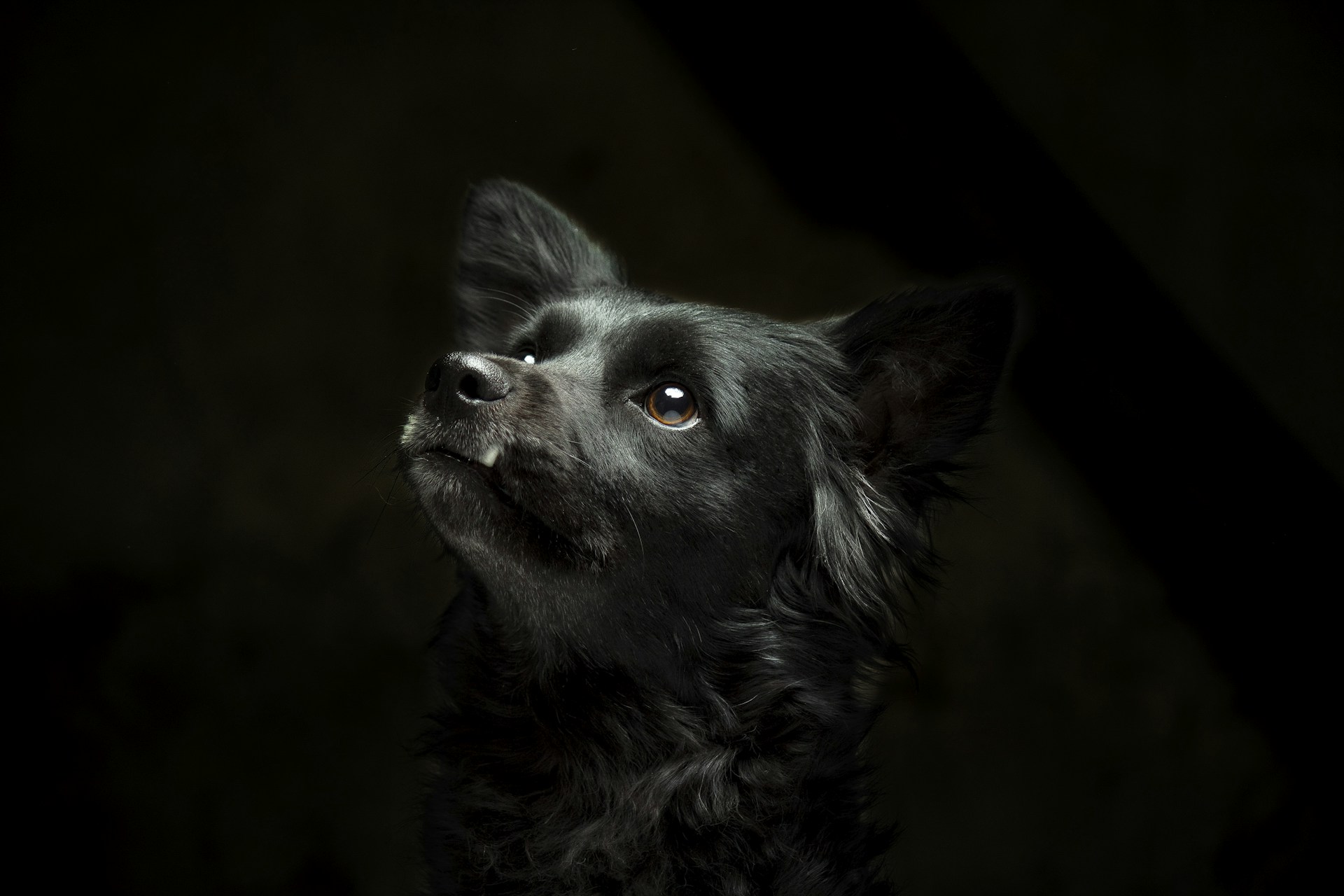 black and white border collie
