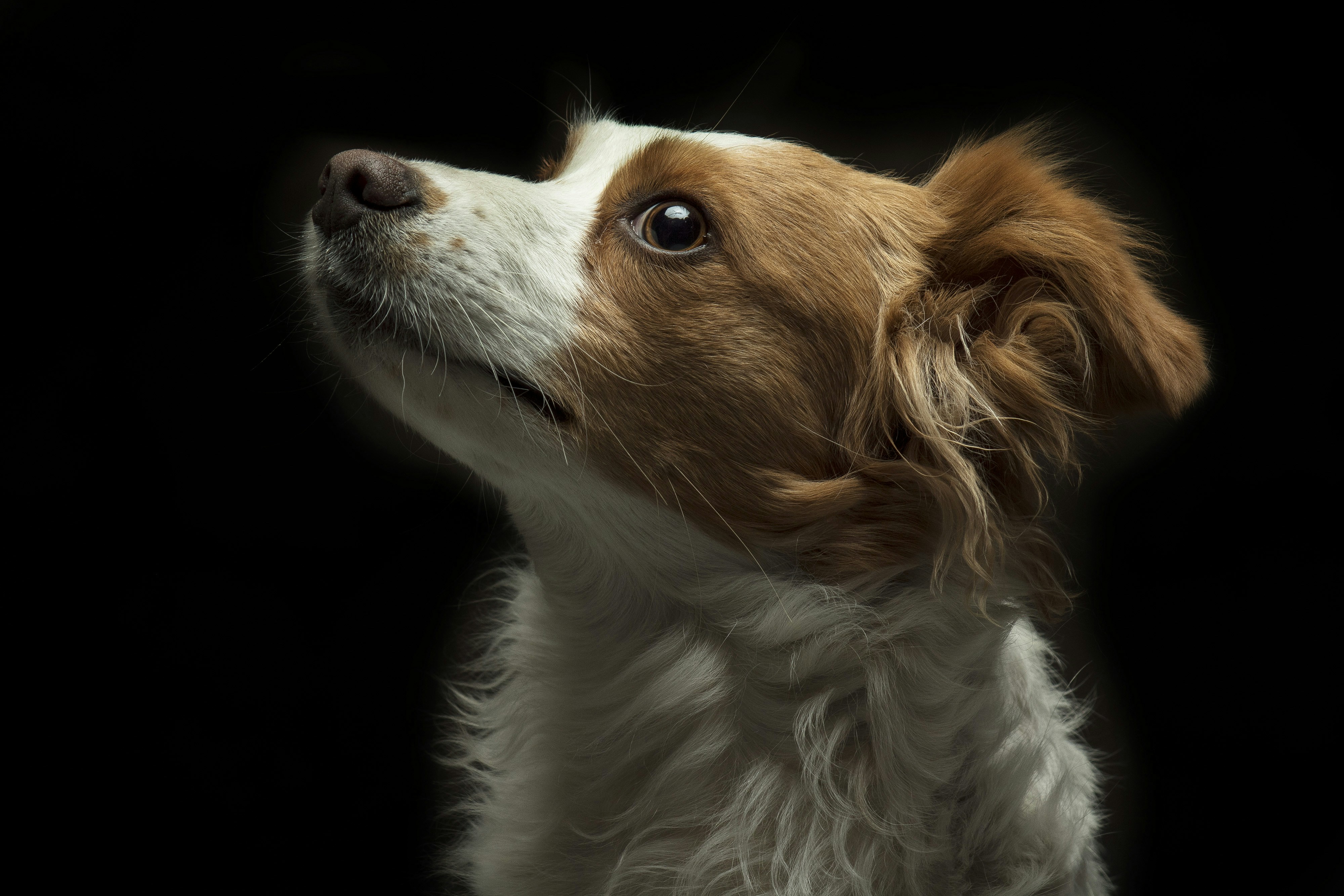 Фрактал циклу Dogecoin, який показує, куди рухається ціна далі