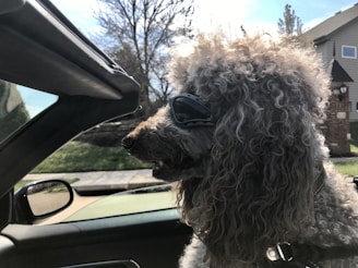 A cheerful dog wearing bright sunglasses sitting in a mobile grooming van.