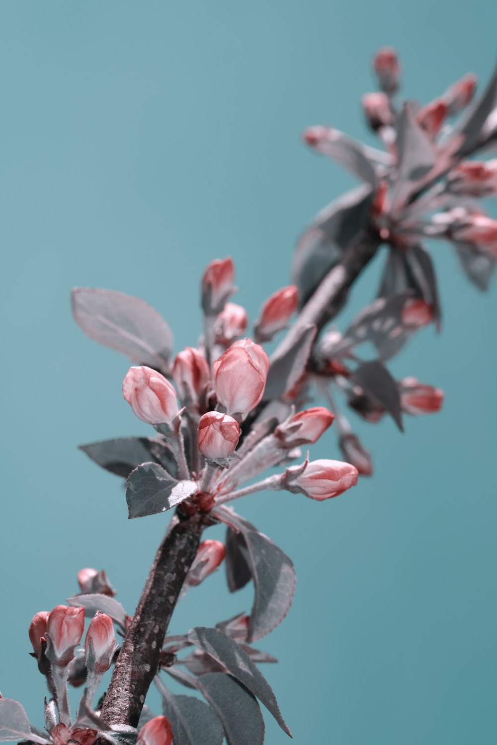 pink and white petaled flower