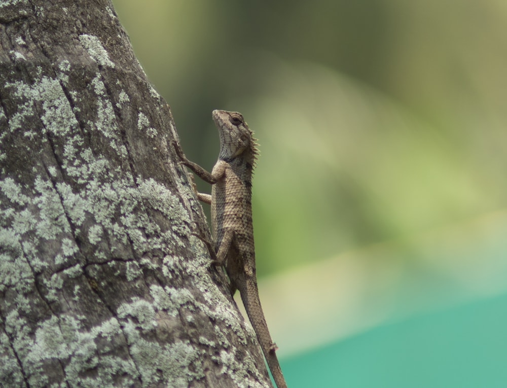 brown and black lizard on gray tree trunk