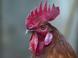 red and brown rooster head