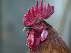 red and brown rooster head