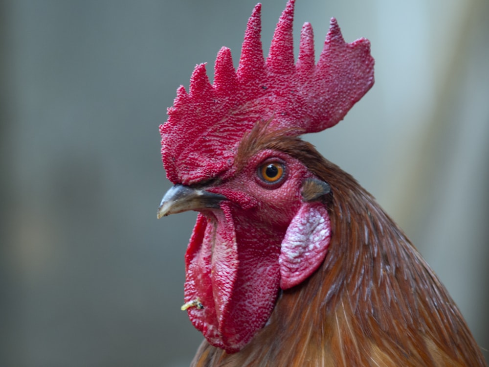 Cabeza de gallo roja y marrón