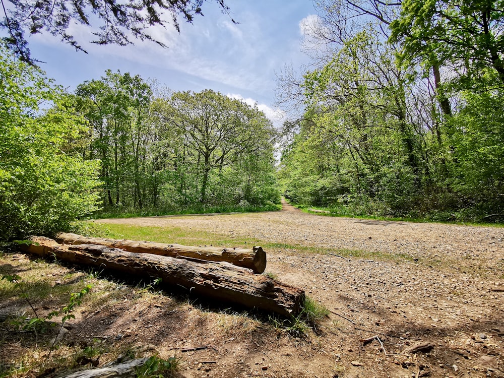 a log laying on the ground in the middle of a forest