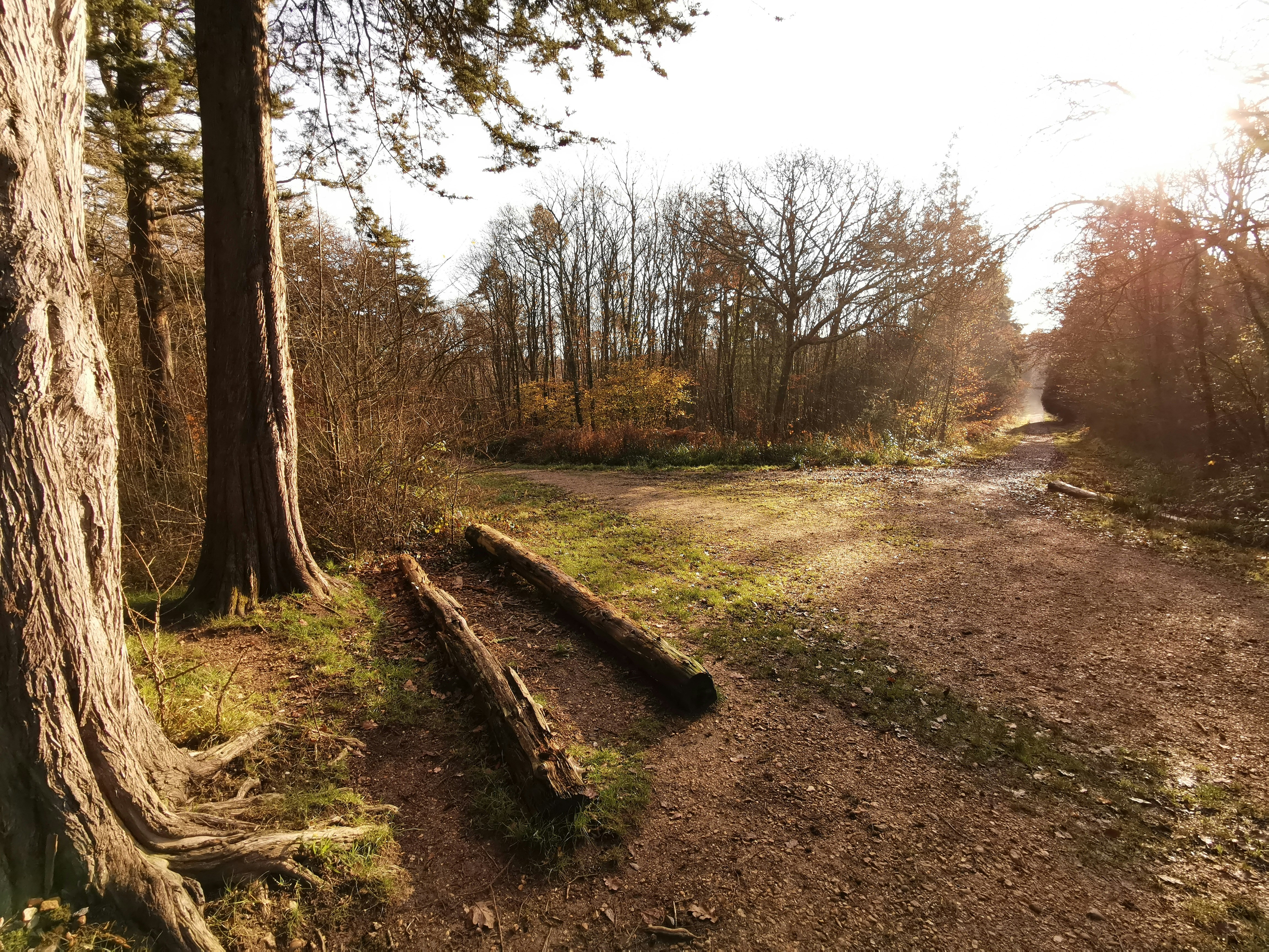brown trees on brown soil during daytime