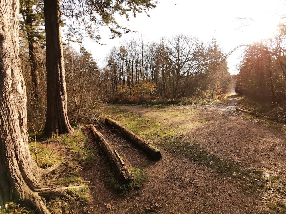 brown trees on brown soil during daytime