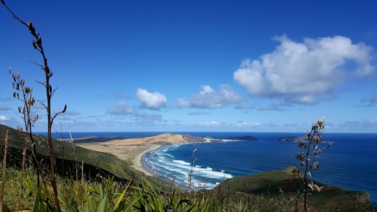 green grass field near body of water under blue sky during daytime in Cape Reinga New Zealand