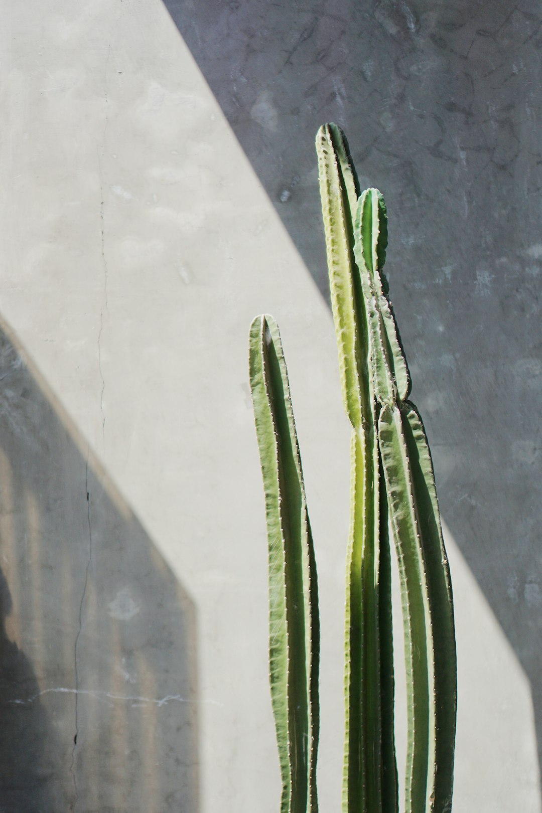 green cactus plant on gray concrete wall