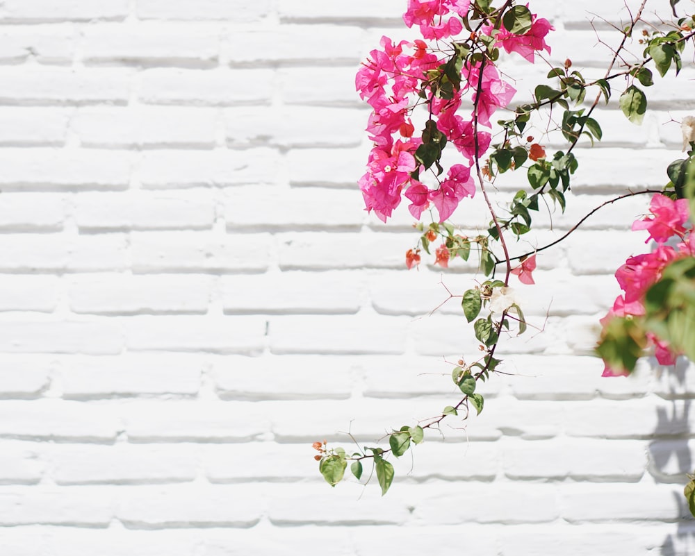 Flowers On Wall Pictures Download Free Images On Unsplash