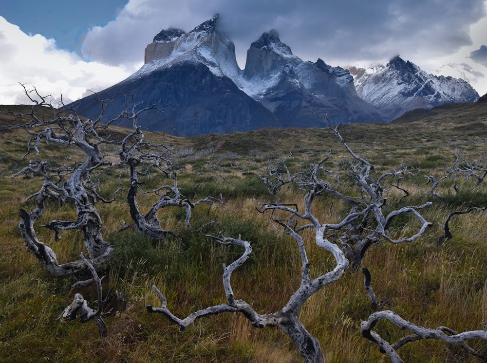 brown bare tree on green grass field near snow covered mountain during daytime