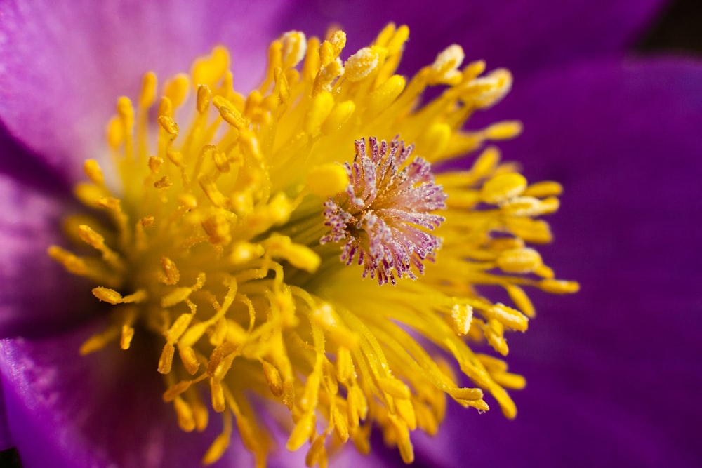 yellow flower in macro shot