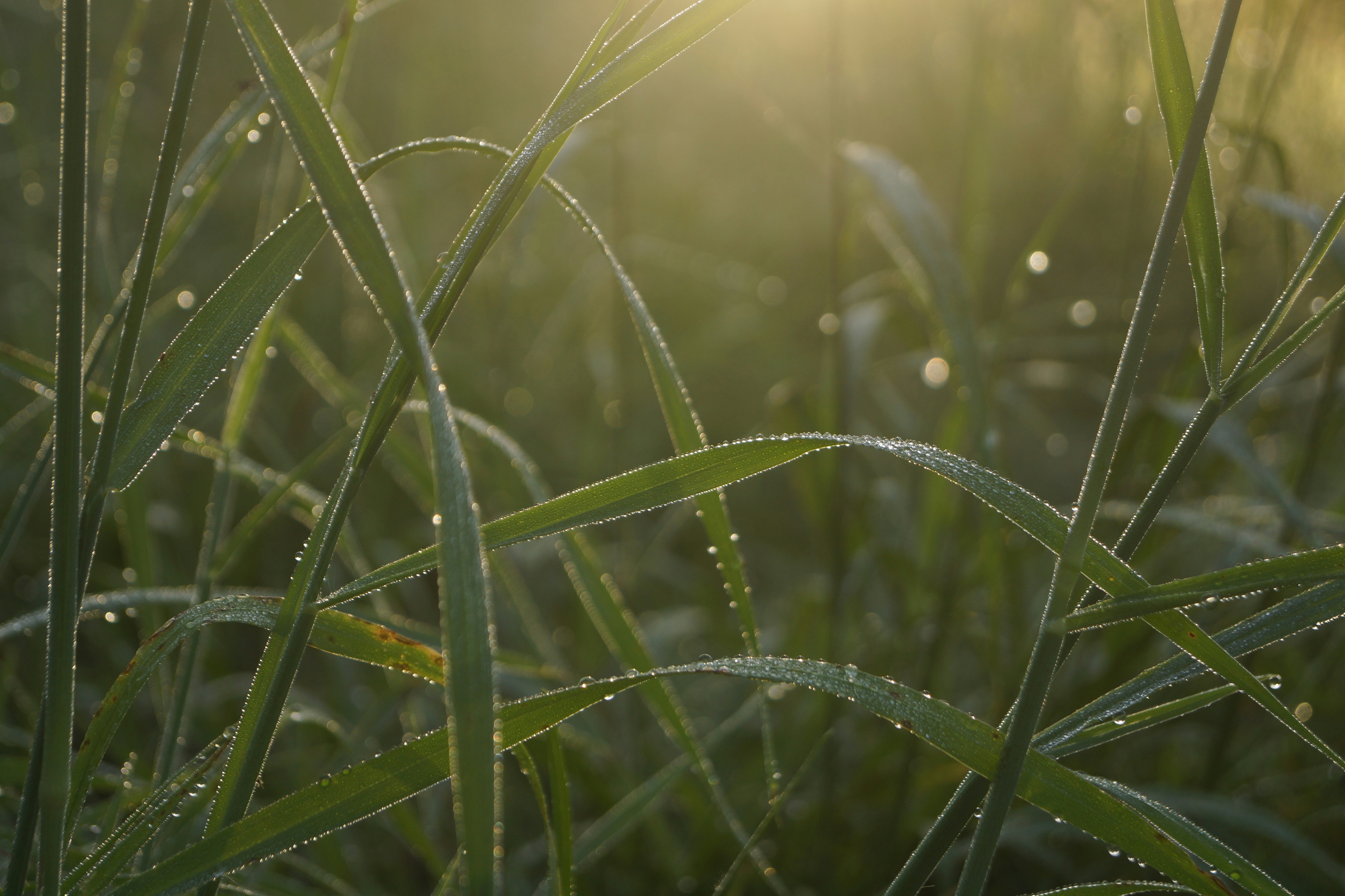 Photo by featherphotos33