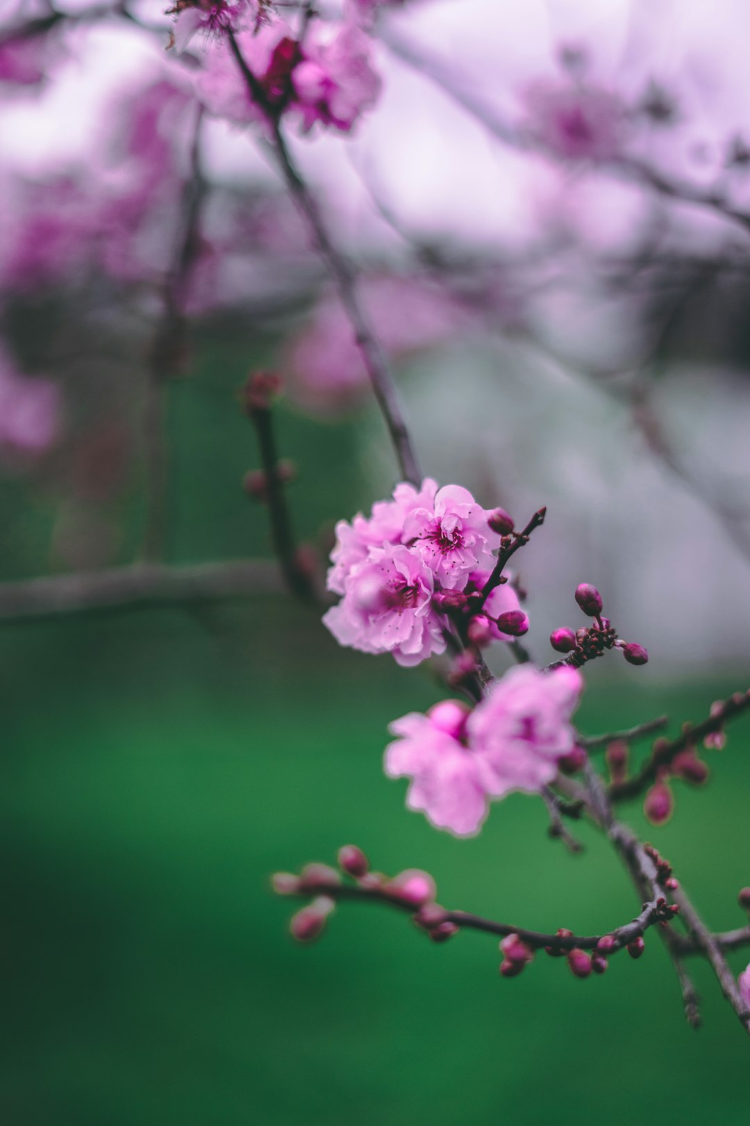 pink flower in tilt shift lens