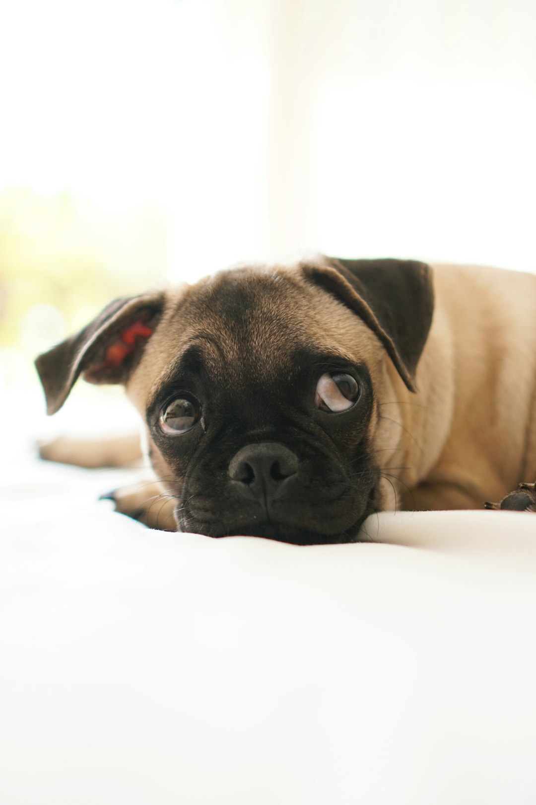 fawn pug lying on white textile