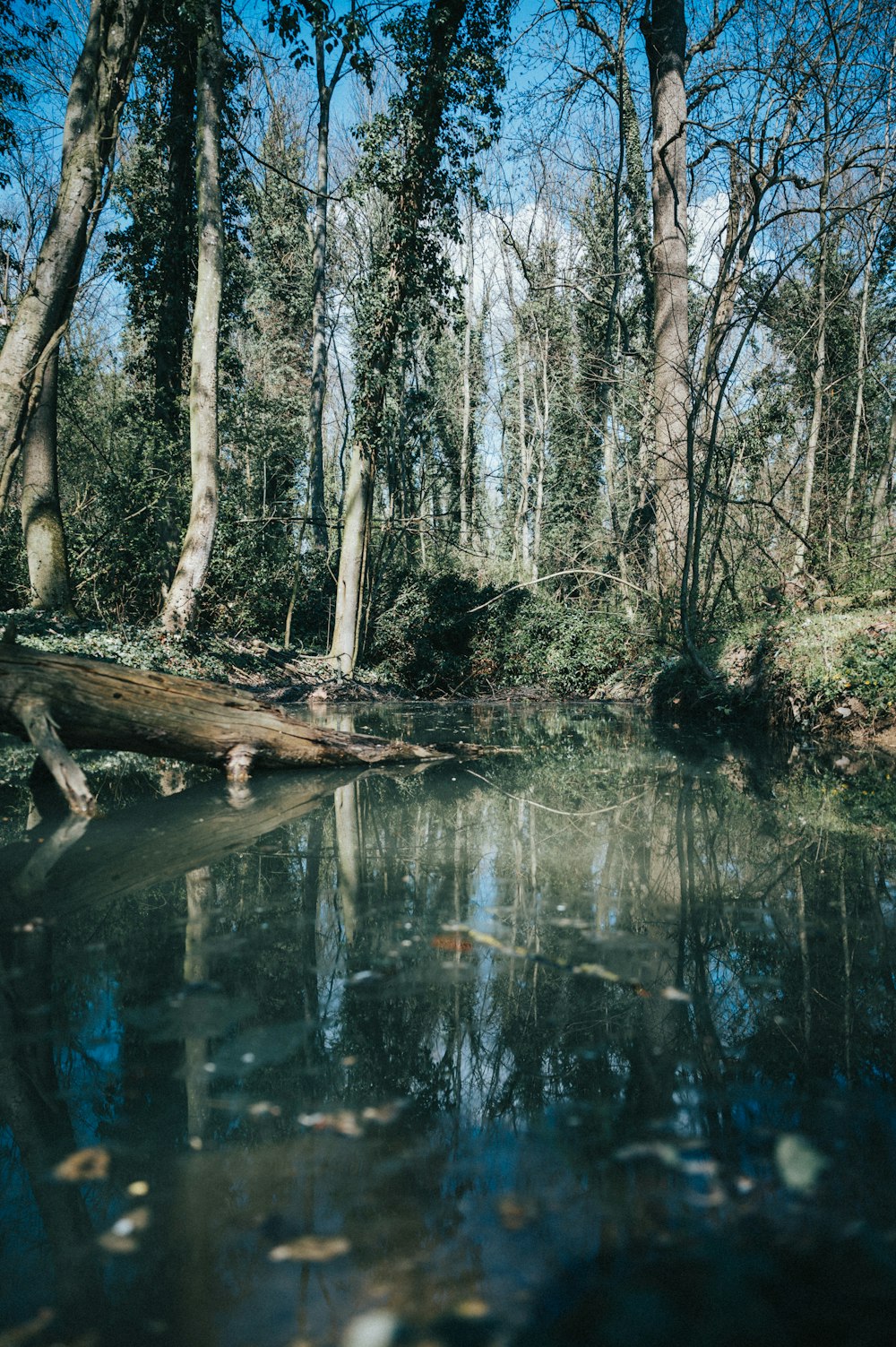 brown tree trunk on body of water during daytime