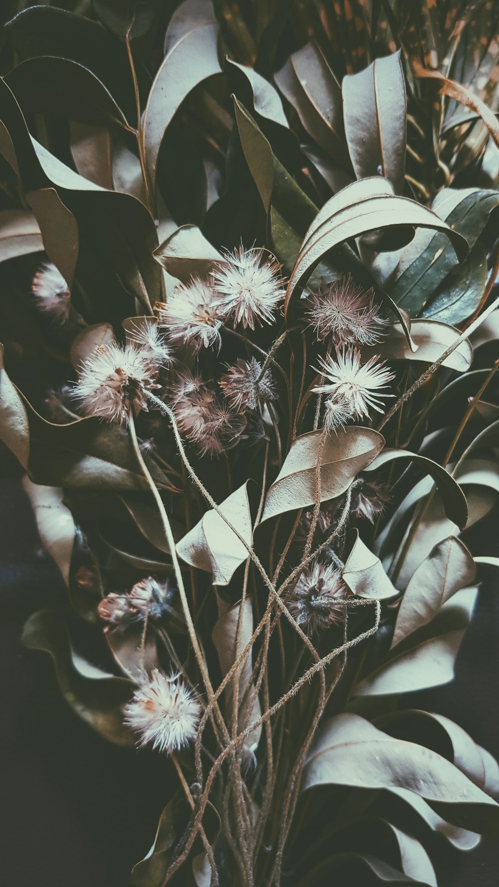 white and brown flower in close up photography