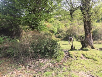 A peaceful outdoor scene in Latgale with a horse grazing quietly in the background.