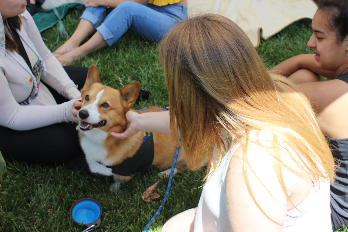 A friendly corgi being petted by several smiling people sitting together on the grass at an outdoor gathering