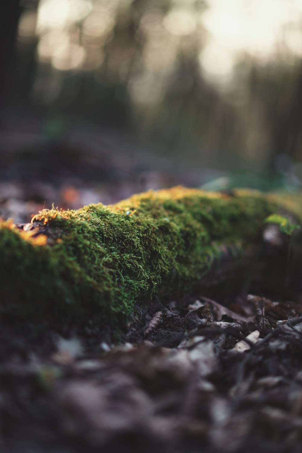 green moss on brown tree trunk