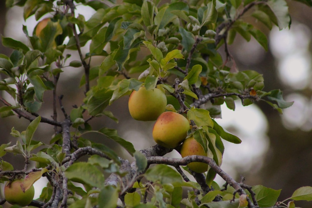 yellow round fruit on tree