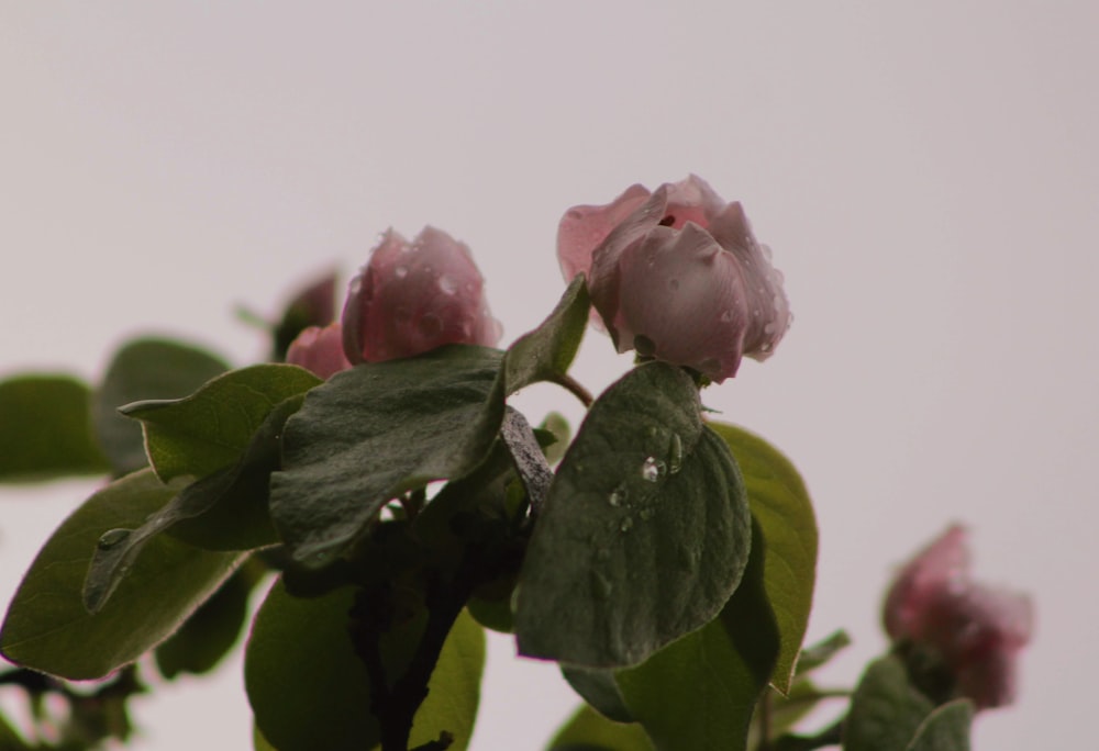 pink rose in bloom close up photo