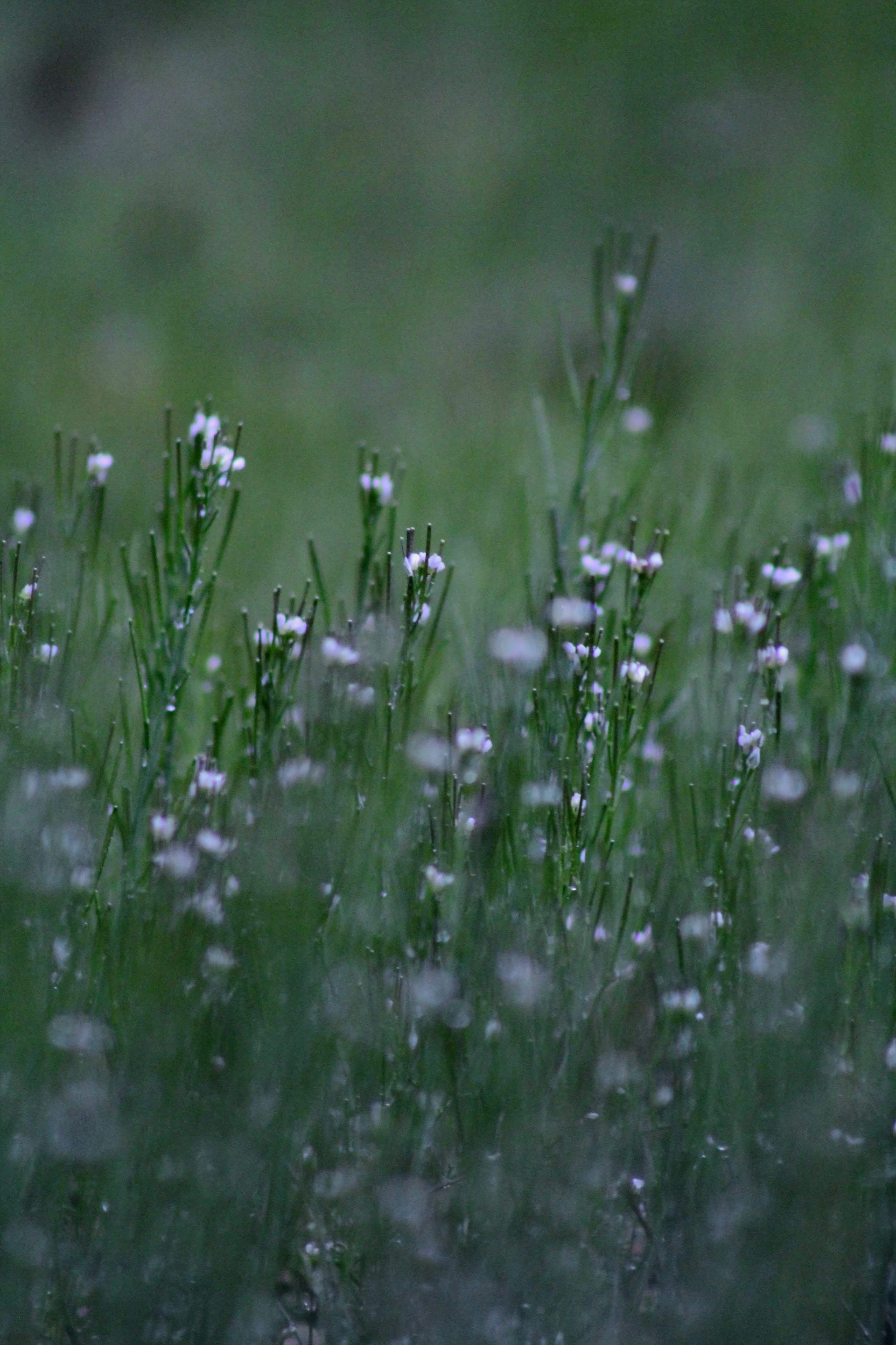 green grass field during daytime
