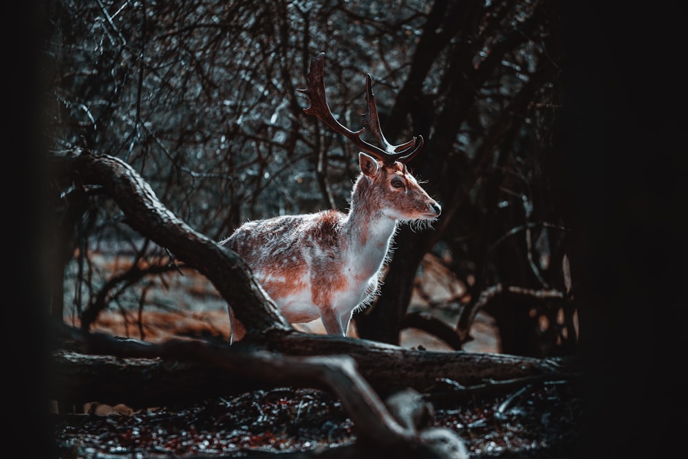 brown and white deer standing on brown ground during daytime