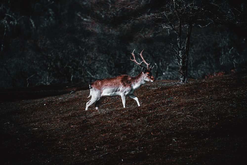 brown deer on brown field surrounded by trees during daytime